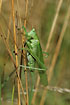 Female of a Great green Bush-cricket