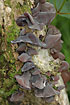 Foto af Almindelig Judasre (Auricularia auricula-judae). Fotograf: 
