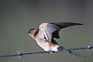 Photo ofRed-rumped Swallow (Hirundo daurica). Photographer: 