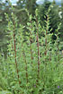 Photo ofMugwort (Artemisia vulgaris). Photographer: 