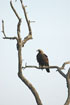 Photo ofImperial Eagle (Aquila heliaca). Photographer: 