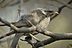 Photo ofJungle babbler (Turdoides striatus). Photographer: 