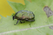 The beetle <em>Potosia cuprea</em>
