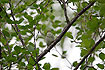 arctic Warbler