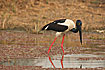 Photo ofBlack-necked Stork (Ephippiorhynchus asiaticus). Photographer: 