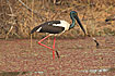 Foto af Sorthalset Stork (Ephippiorhynchus asiaticus). Fotograf: 