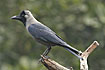 Photo ofHouse Crow (Corvus splendens). Photographer: 