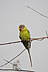 Plum-headed parakeet female