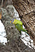 Plum-headed Parakeet by the nest
