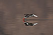 Photo ofIndian Skimmer (Rynchops albicollis). Photographer: 