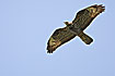 Photo ofEuropean Honey-buzzard (Pernis apivorus). Photographer: 