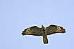 Photo ofEuropean Honey-buzzard (Pernis apivorus). Photographer: 