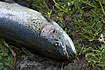 Photo ofRainbow trout (Onchoryncus mykiss). Photographer: 