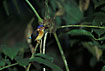 Foto af Sulawesidvrgisfugl (Ceyx fallax). Fotograf: 