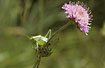 Foto af Stor Grn Lvgrshoppe (Tettigonia viridissima). Fotograf: 