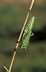 Great Green Bush-Cricket - female