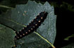 Photo ofGlow Worm (Lampyris noctiluca). Photographer: 