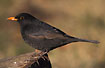 Blackbird - male 