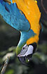 Photo ofBlue and Gold Macaw (Ara ararauna). Photographer: 