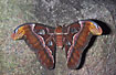Photo ofAtlas Moth (Attacus atlas). Photographer: 