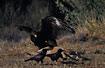 Wedge-tailed Eagle chasing crows away from Kangaroo carcass	