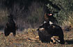 Wedge-tailed eagles fighting over kangaroo carcass