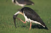 Foto af Strhalset Ibis (Threskiornis spinicollis). Fotograf: 