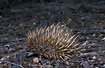 Echidna on the forest floor