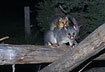 Photo ofCommon Brushtail Possum (Trichosurus vulpecula). Photographer: 