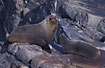 Fur seals playing around
