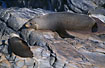 Relaxing Fur seals