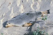 Australian Sea-Lion having a nice sleep
