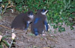 Young Penguins in transitional plumage - waiting for parents near nest