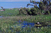 Lake rich in birds, e.g. Black Swan