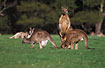 A big group of kangaroos
