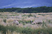 Emus grazing on the plain