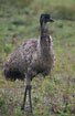 The flightless emu