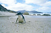 Exhausted Penguin washed ashore
