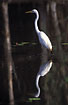 Great Egret is mirrored in the lake