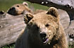 Brown bear up close (captive animals)