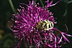 The beetle Trichius fasciatus eating pollen