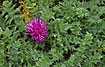Dwarf Thistle - a beautiful flower among thorny leaves