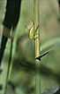 Short-winged conehead female with very long antennae