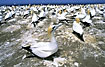 Gannet stands out from the crowd - a larg gannet colony