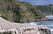 Gannet colony on the cliffs