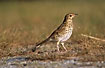Song Thrush - an introduced but common bird in NZ