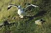 Royal Albatross on nest with chick - rat traps are last defence against predators