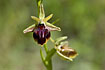 A cyprus bee orchid