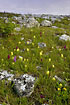 Swedish grassland with orchids and rocks (Dactylorhiza sambucina and Orchis mascula)