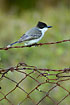 Photo ofLoggerhead Kingbird (Tyrannus caudifasciatus). Photographer: 